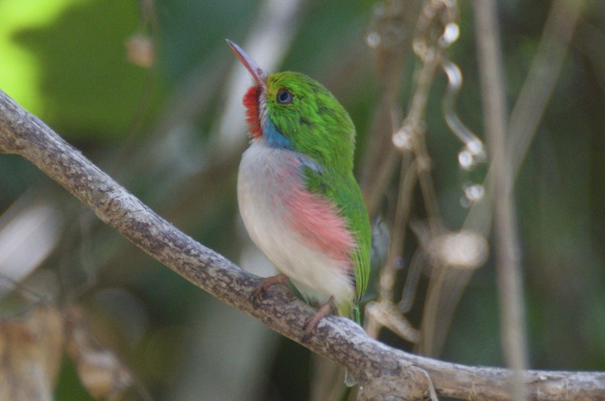 Cuban Tody - ML647048270