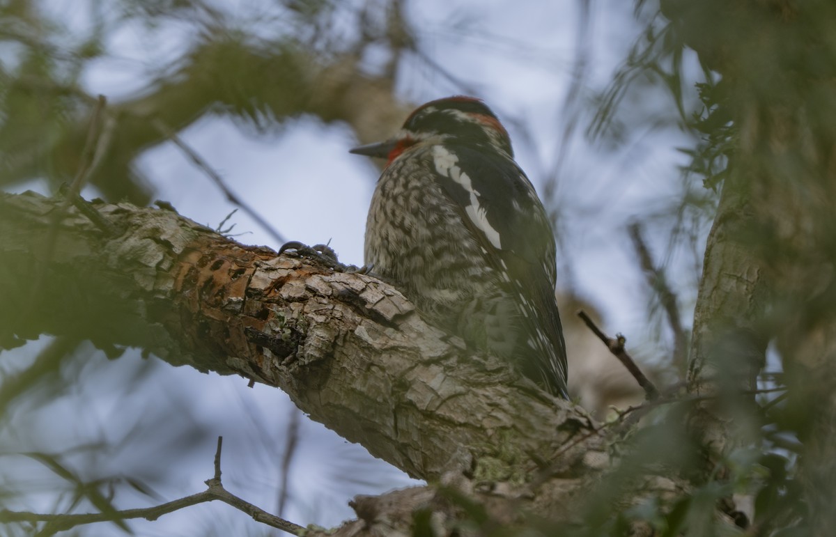 Red-naped Sapsucker - ML647048273