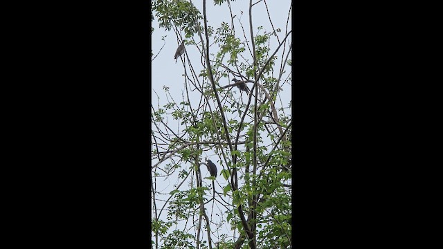 White-crowned Pigeon - ML647048274