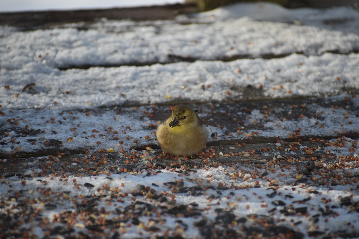 American Goldfinch - ML647048277