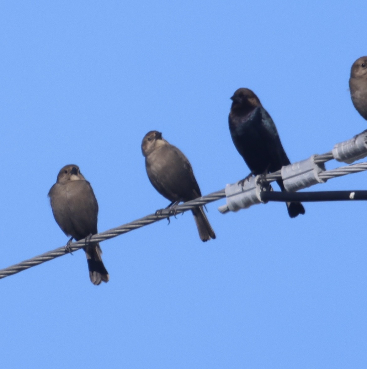 Braunkopf-Kuhstärling - ML647048286