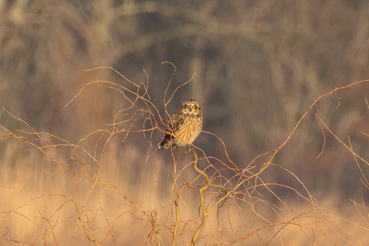 Short-eared Owl - ML647048295