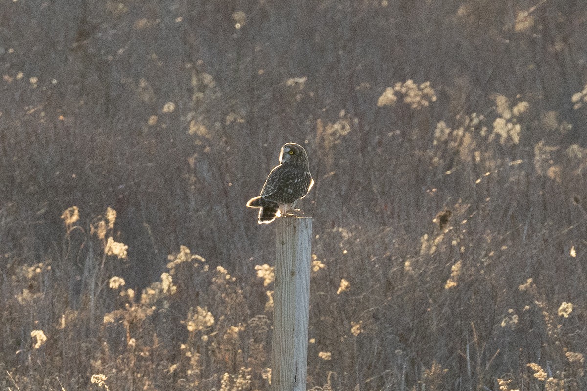 Short-eared Owl - ML647048296