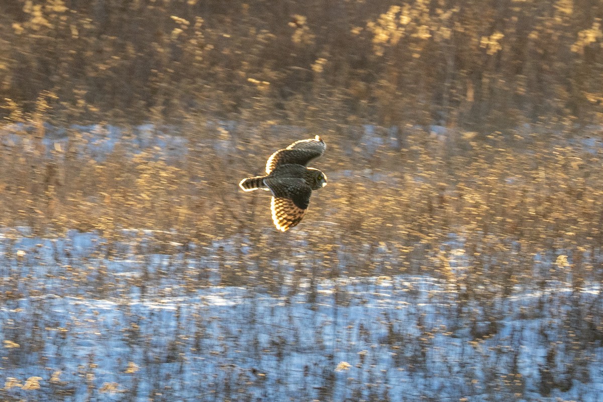 Short-eared Owl - ML647048299