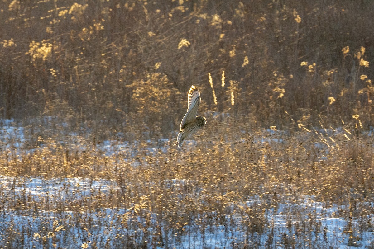 Short-eared Owl - ML647048300