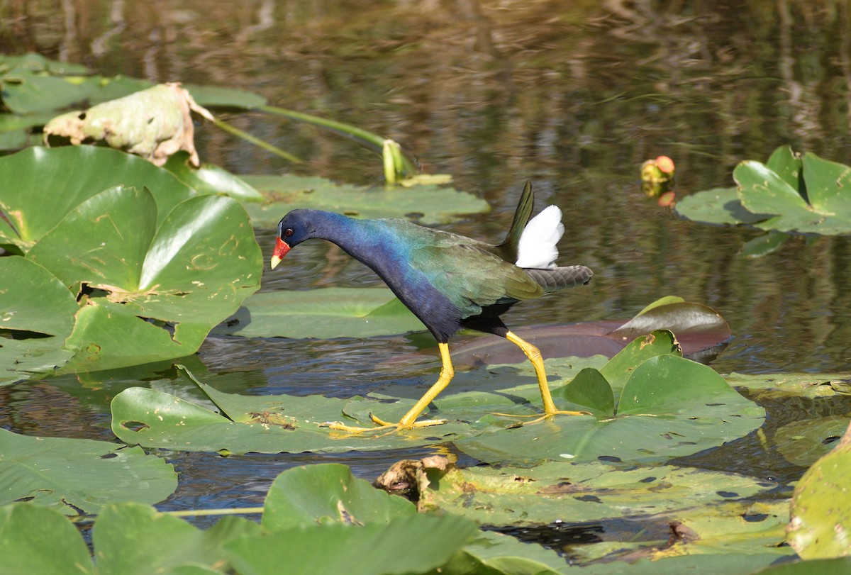 Uroilo urdin amerikarra - ML647048303