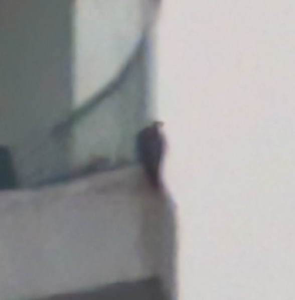 sokol stěhovavý - ML647048304