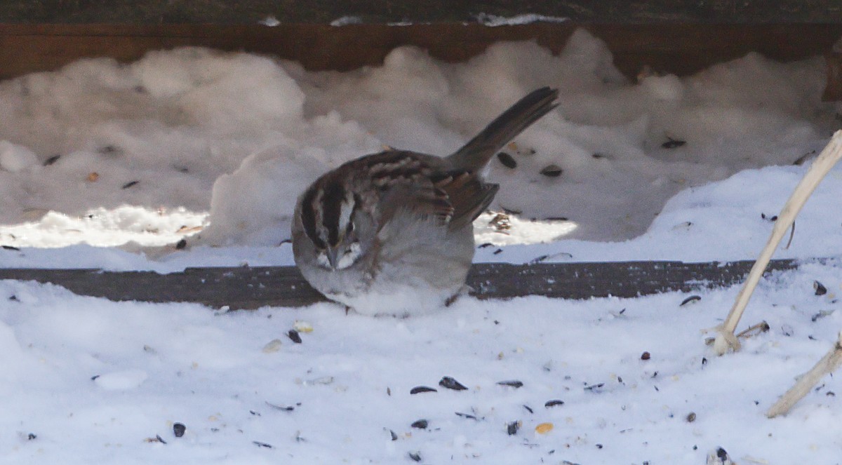 ノドジロシトド - ML647048310