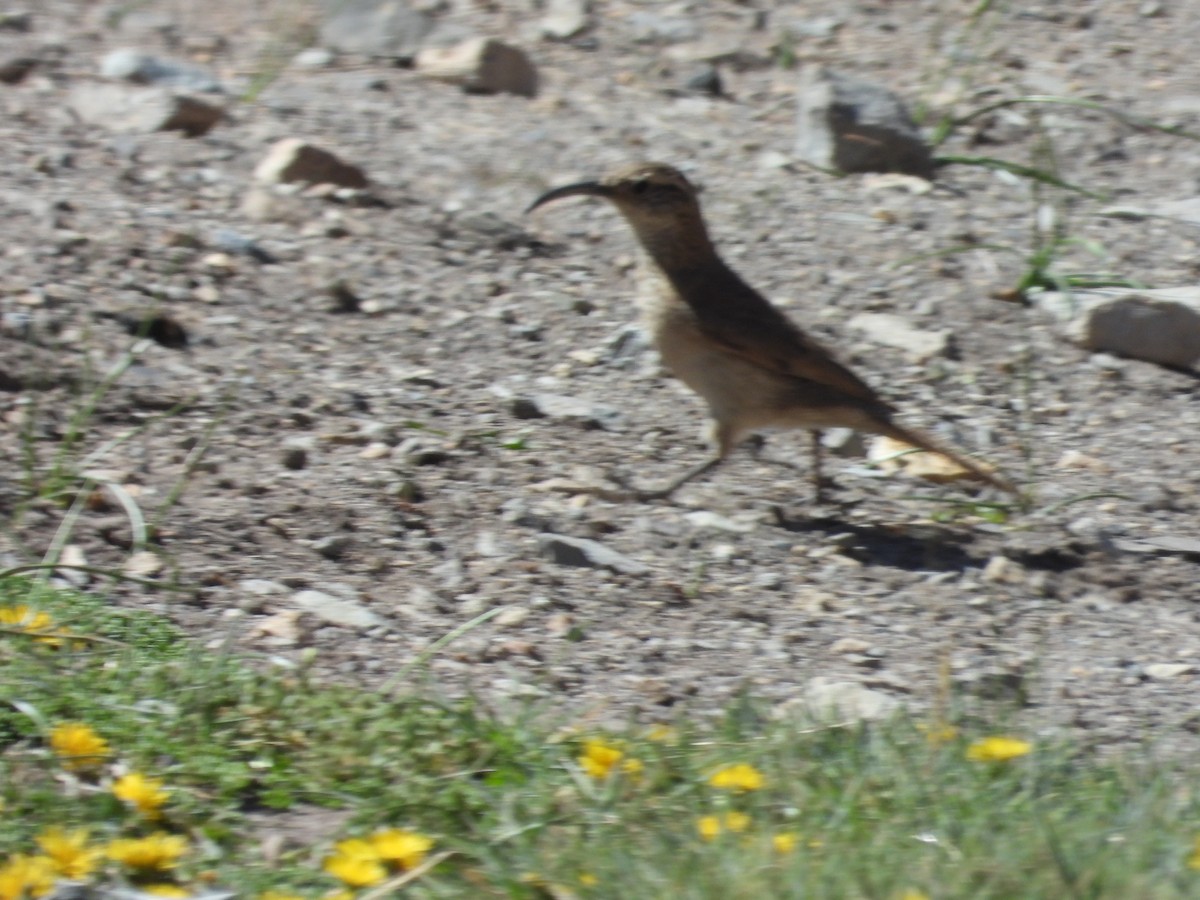 Scale-throated Earthcreeper - ML647048311