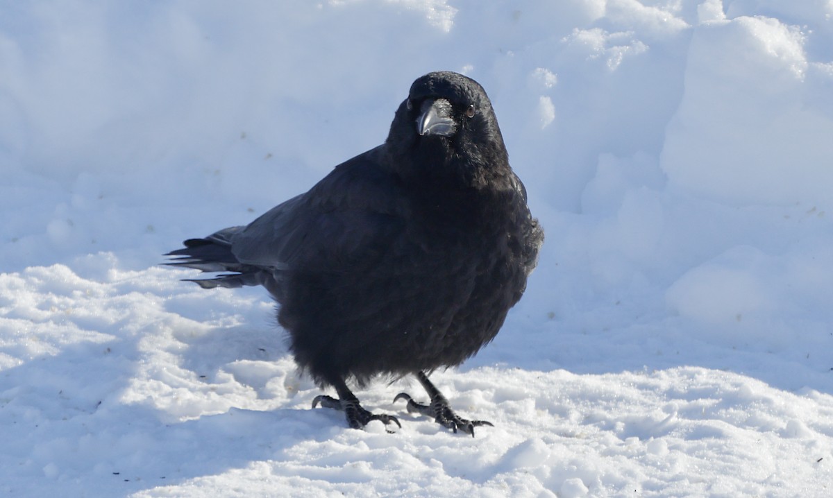 アメリカガラス - ML647048314