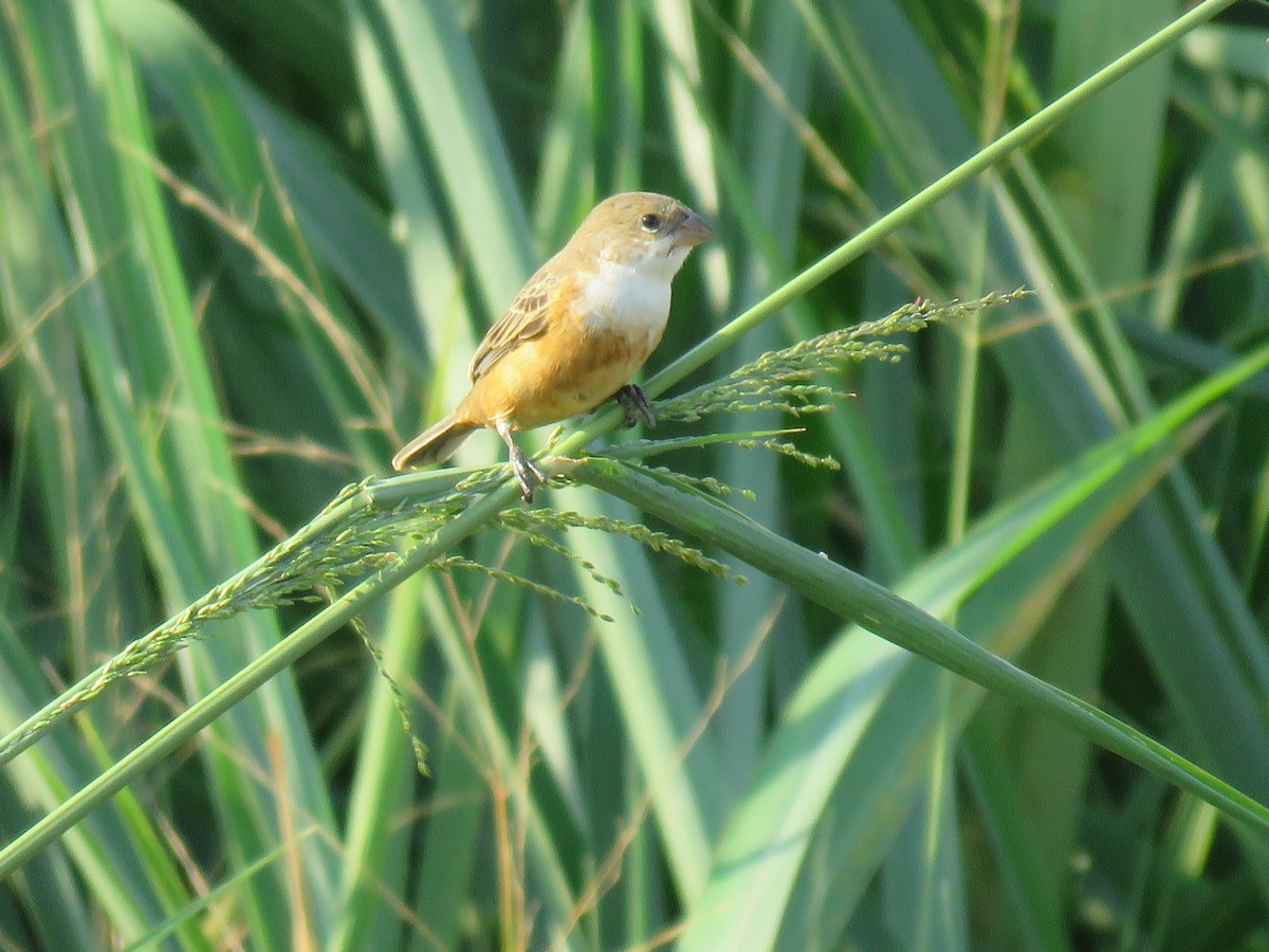 Marsh Seedeater - ML647048315