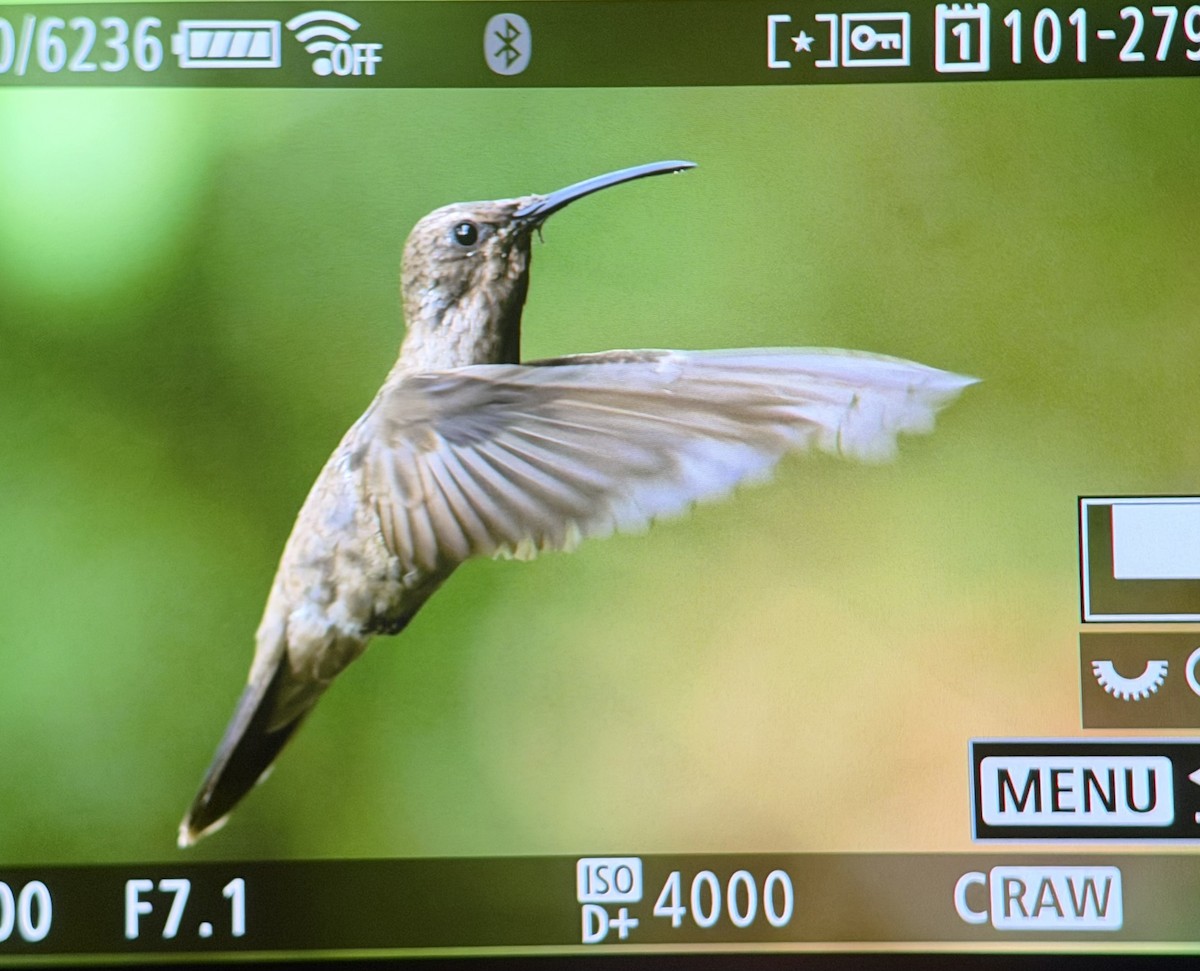 Brown Violetear - ML647048318