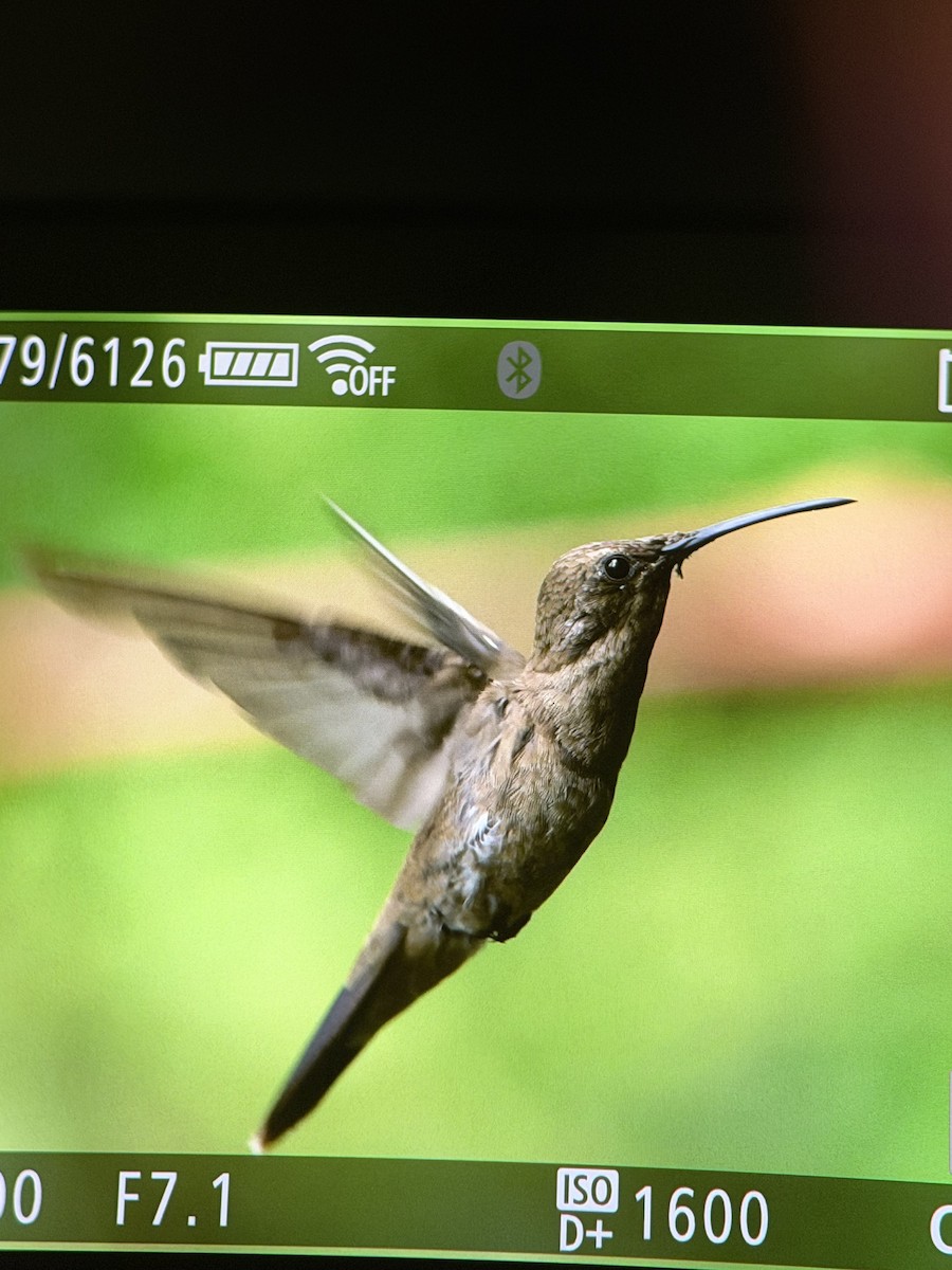 Brown Violetear - ML647048319