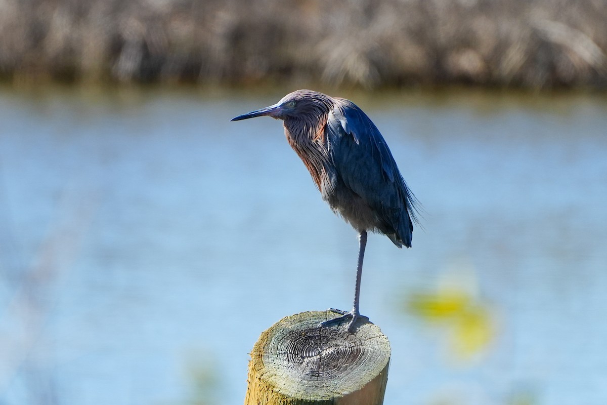 Kızılca Balıkçıl - ML647048324