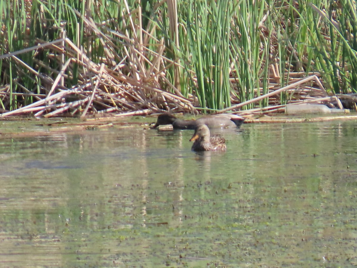 Нерозень - ML647048356