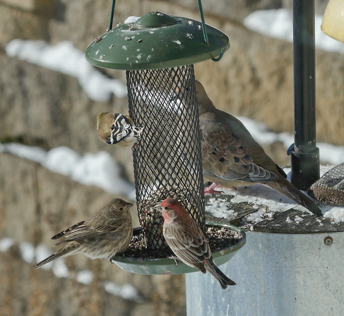 メキシコマシコ - ML647048358