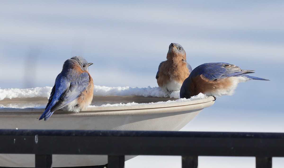 ルリツグミ - ML647048364