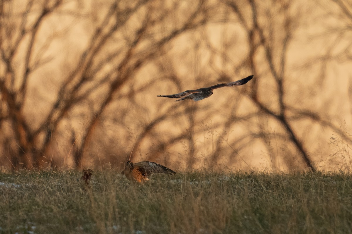 moták severoamerický - ML647048378