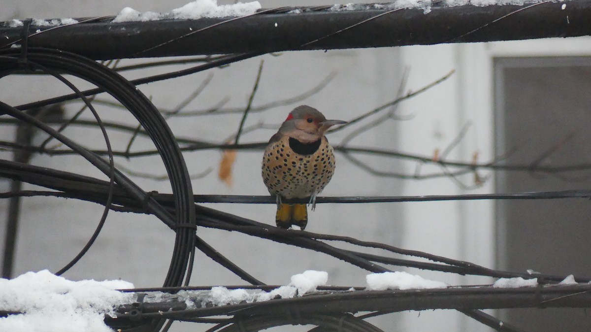 Northern Flicker - ML647048386