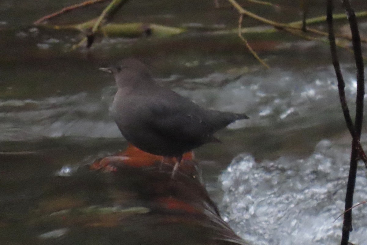 American Dipper - ML647048389