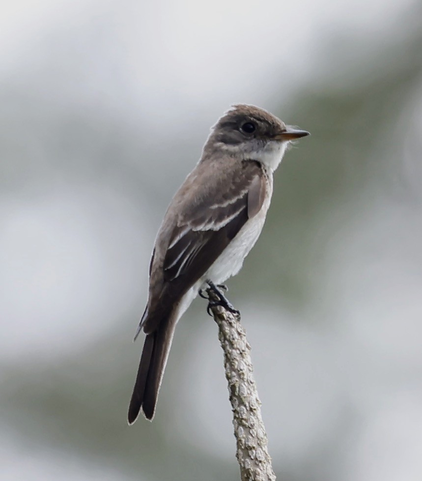 Eastern Wood-Pewee - ML647048394