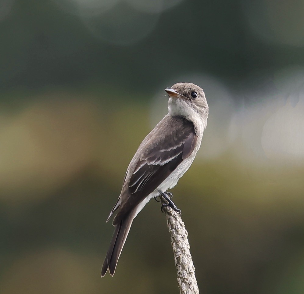 Eastern Wood-Pewee - ML647048395