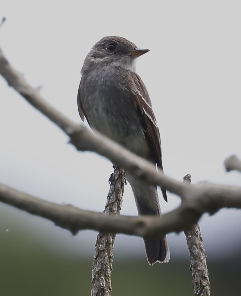 Eastern Wood-Pewee - ML647048396