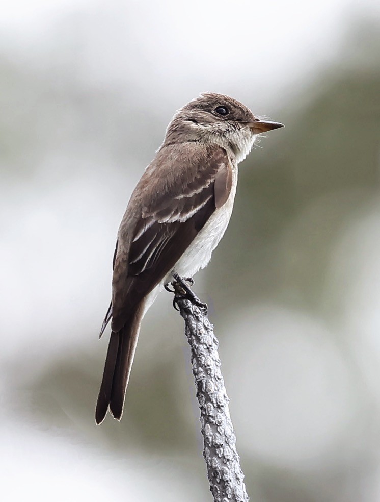 Eastern Wood-Pewee - ML647048397