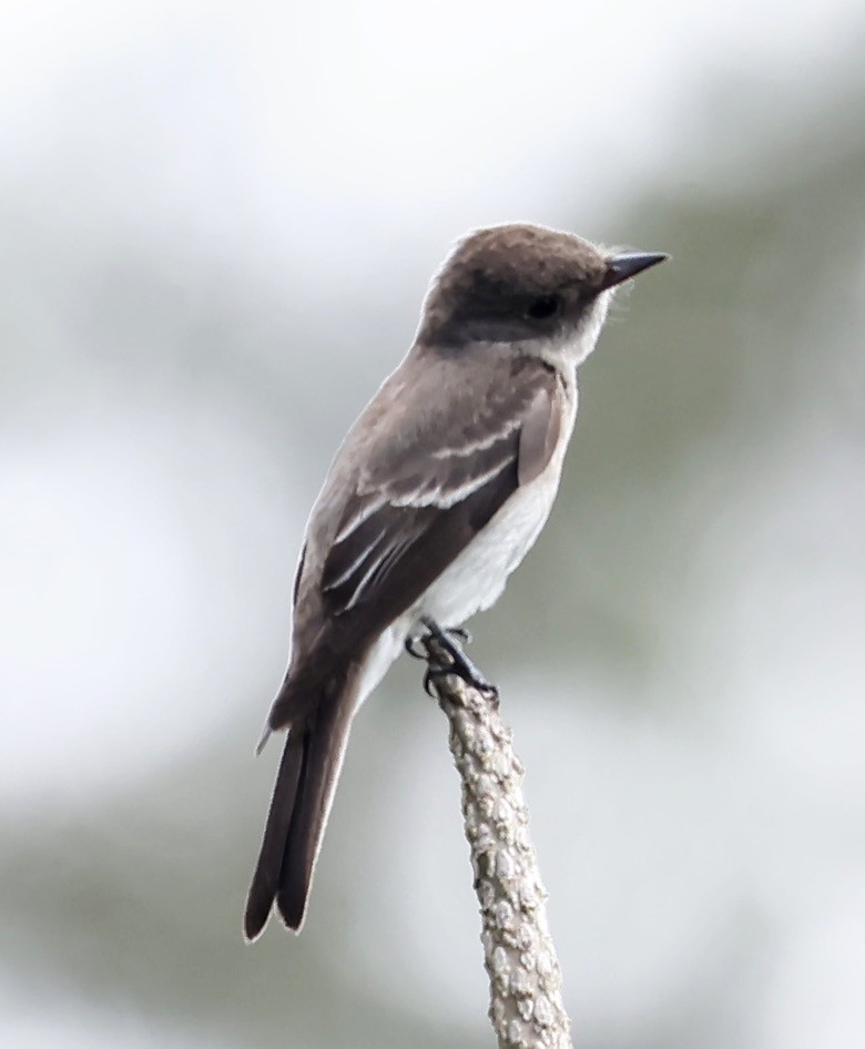 Eastern Wood-Pewee - ML647048398