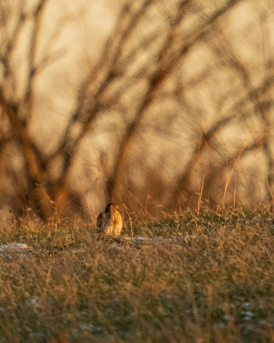 moták severoamerický - ML647048399