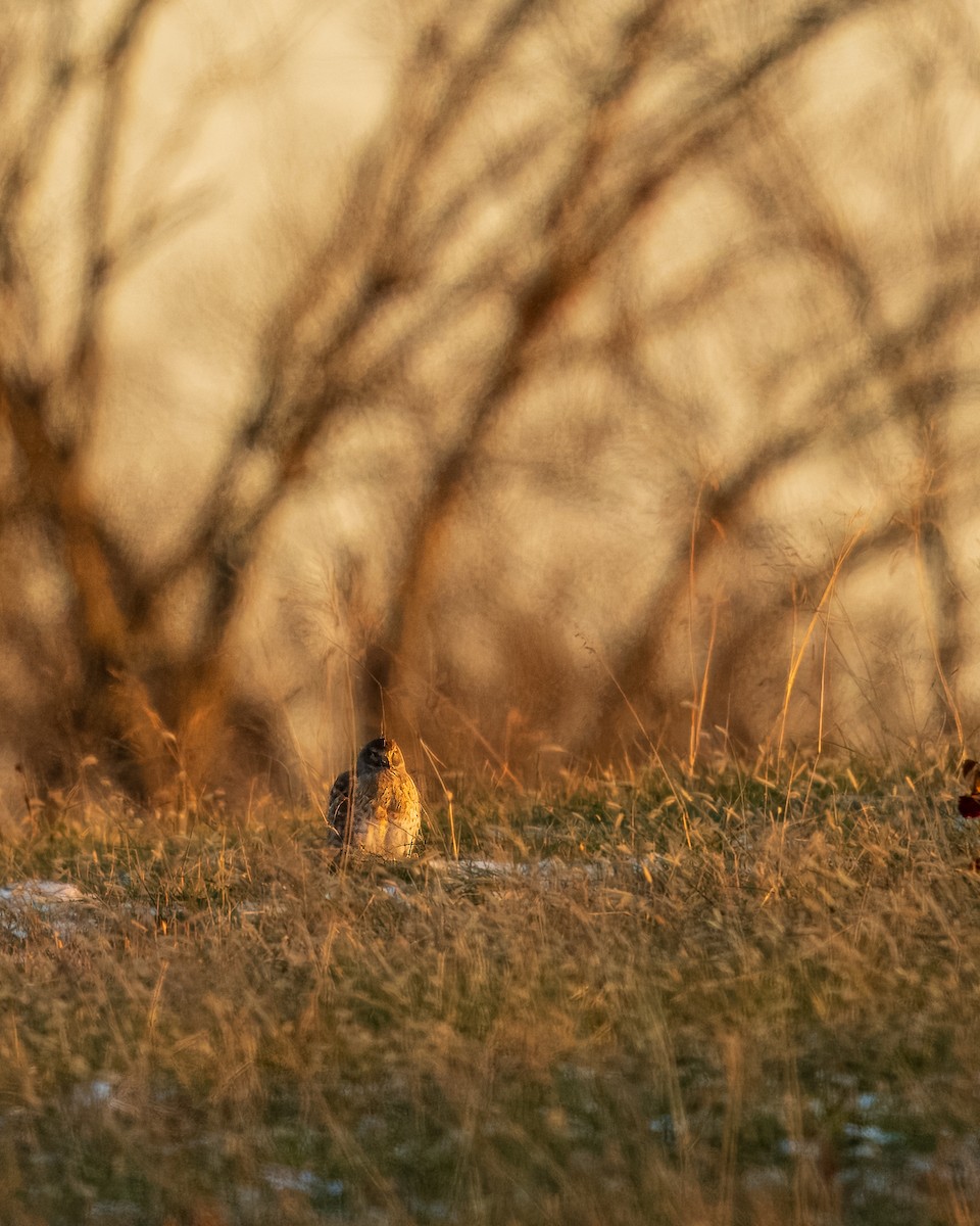 moták severoamerický - ML647048400