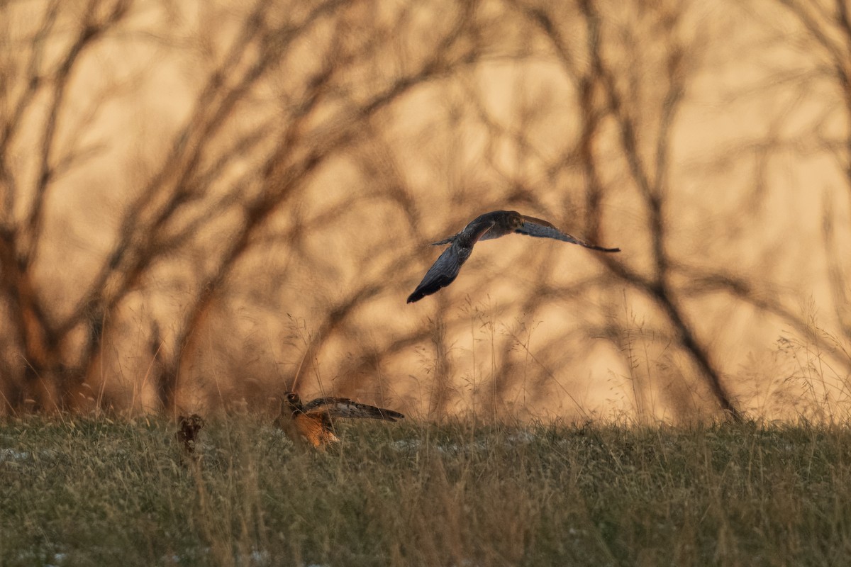 moták severoamerický - ML647048401