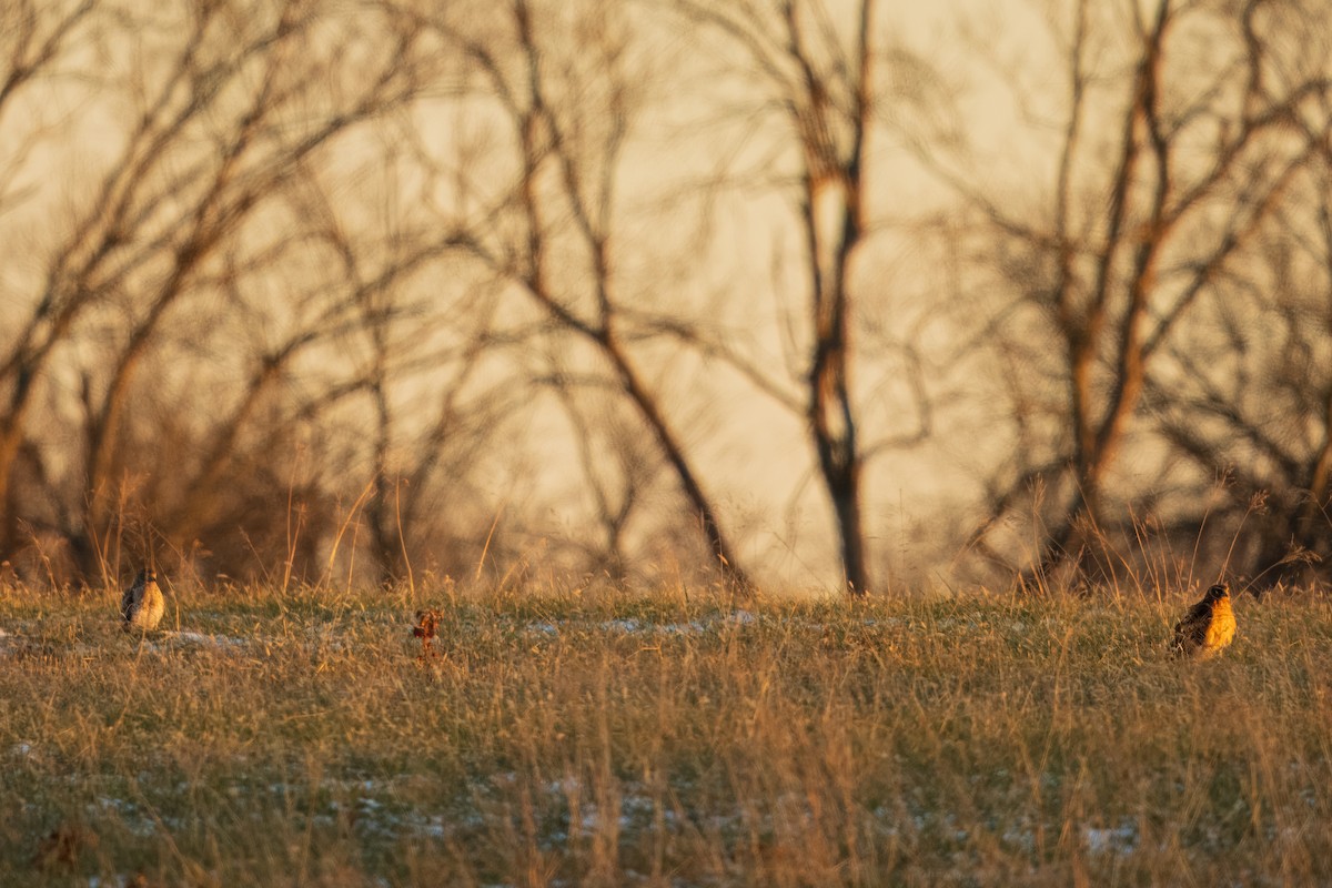 moták severoamerický - ML647048402