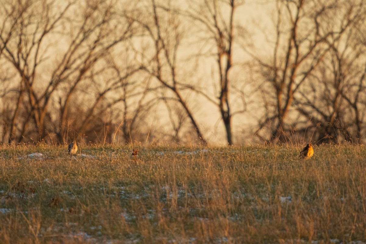 moták severoamerický - ML647048403