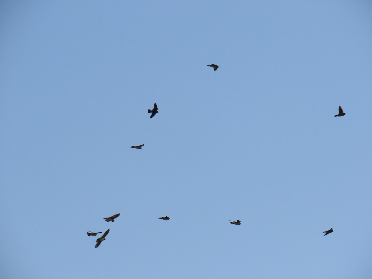 סנונית אמריקנית - ML647048412