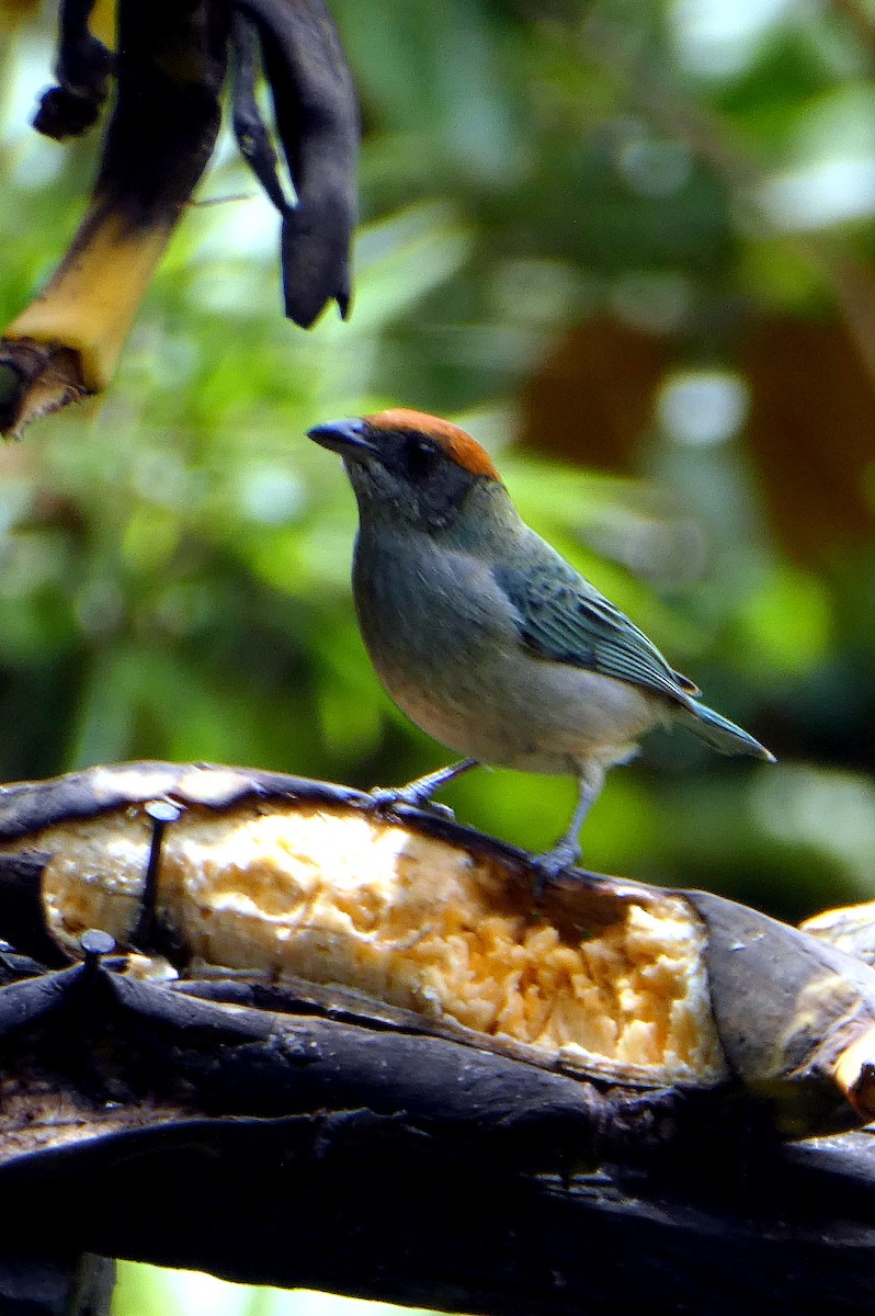 Scrub Tanager - ML647048425