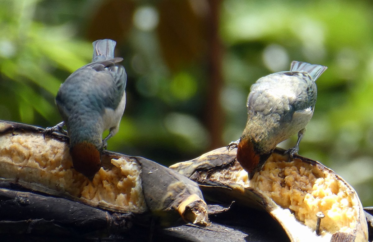 Scrub Tanager - ML647048426