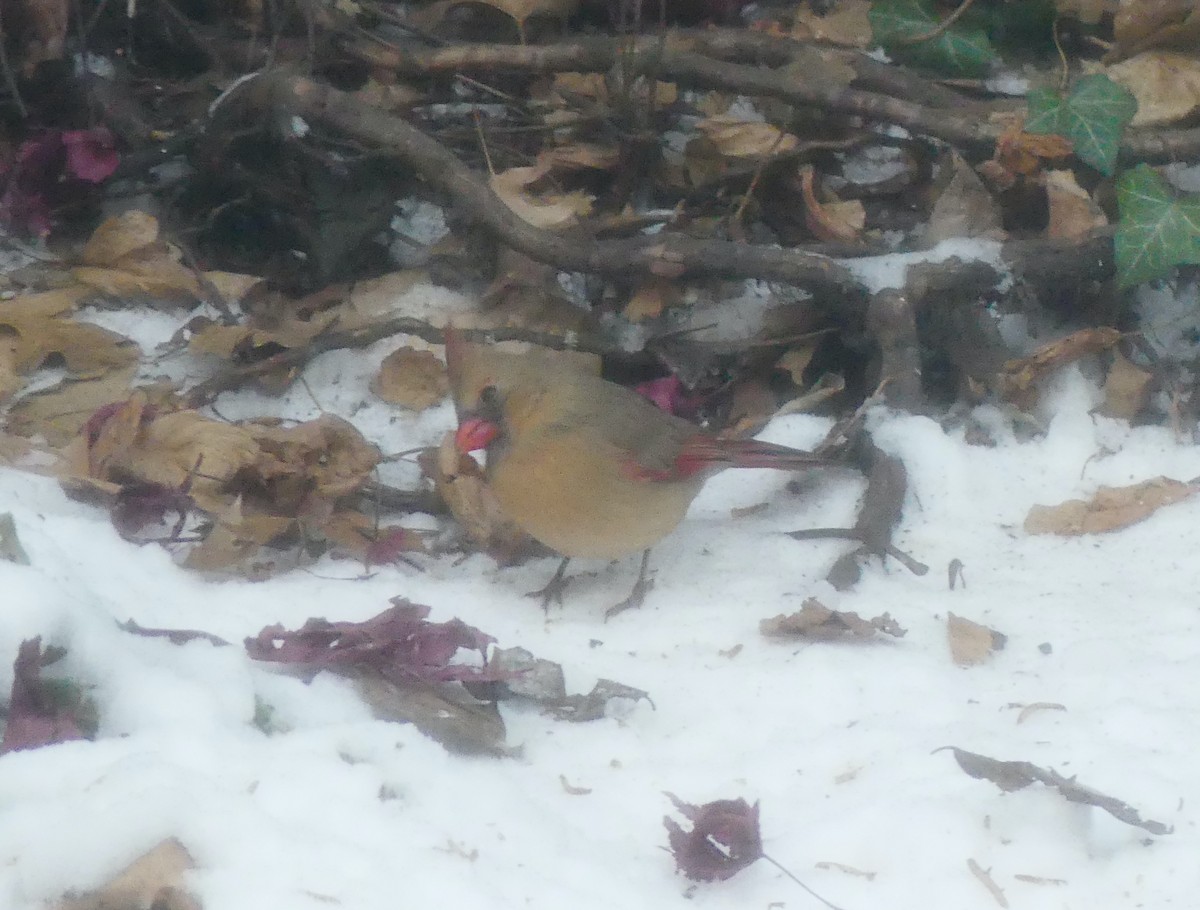 Northern Cardinal - ML647048440