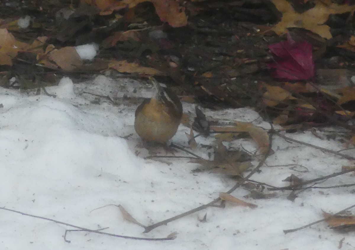 Carolina Wren - ML647048441