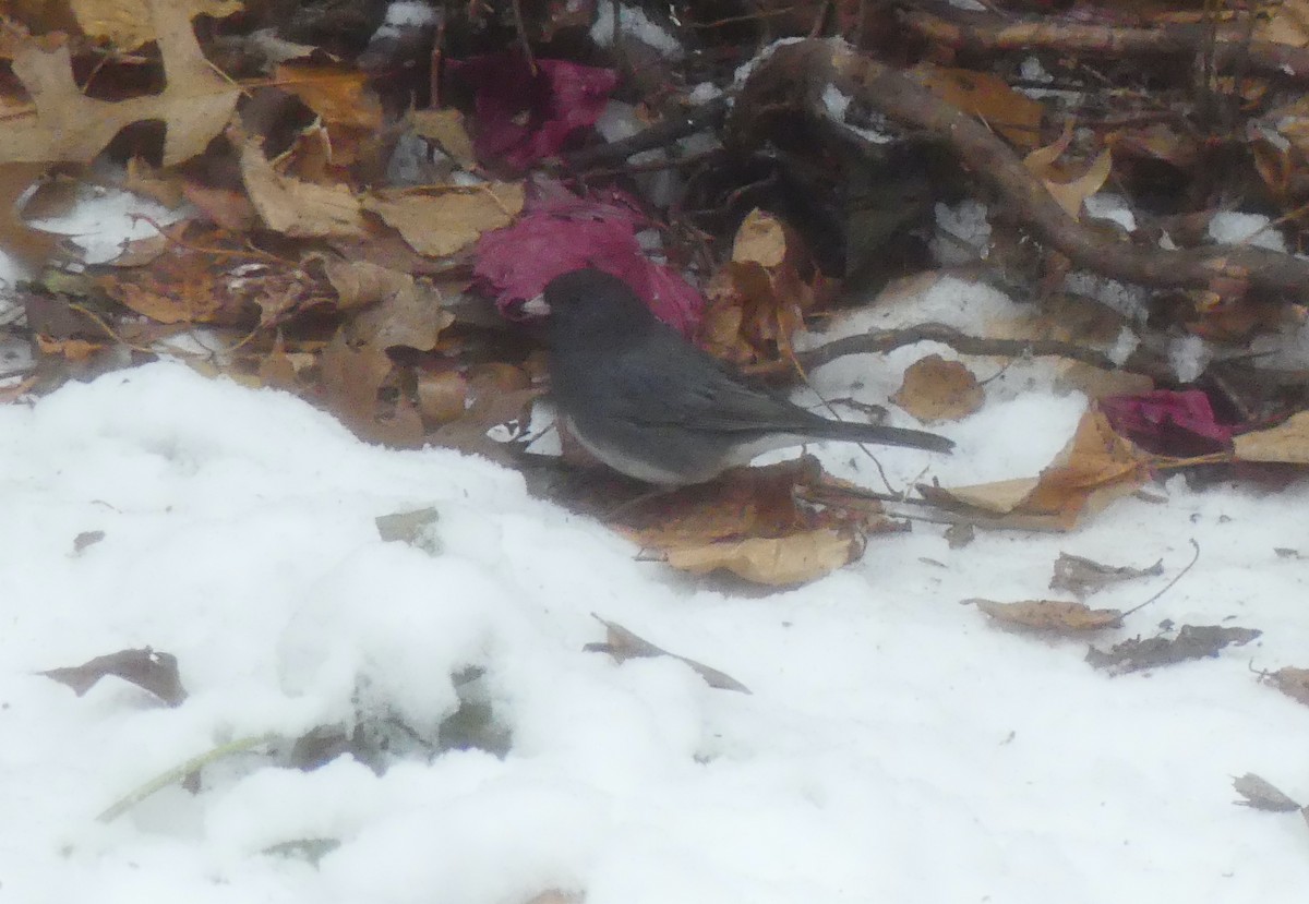 Dark-eyed Junco - ML647048442