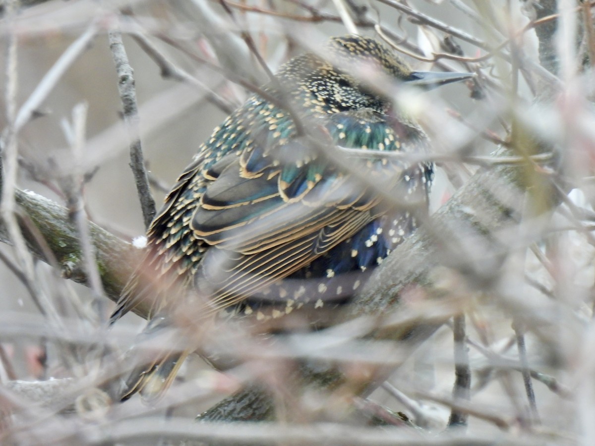 European Starling - ML647048445