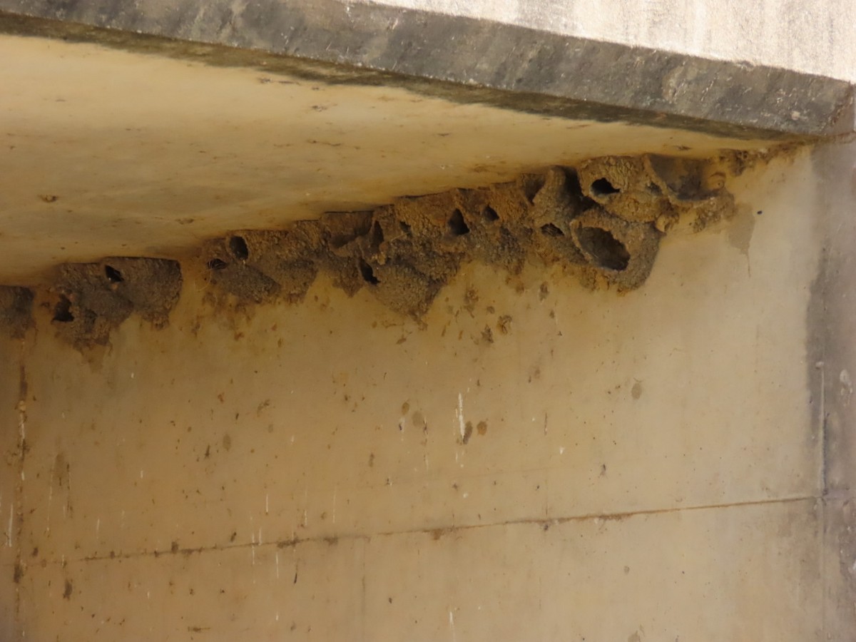 סנונית אמריקנית - ML647048452