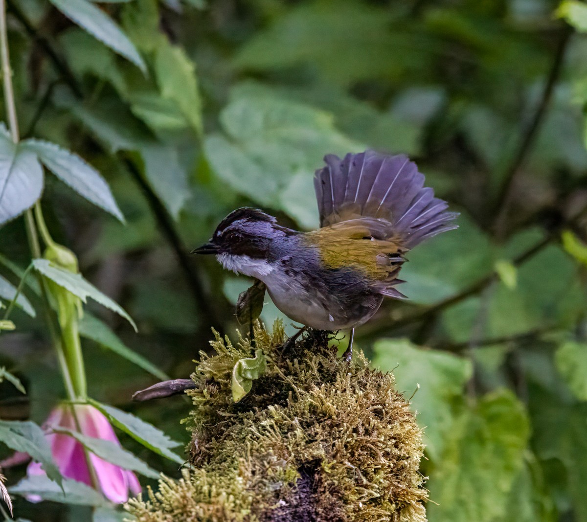 Gray-browed Brushfinch - ML647048453