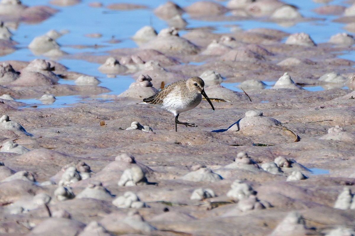 Побережник чорногрудий - ML647048461
