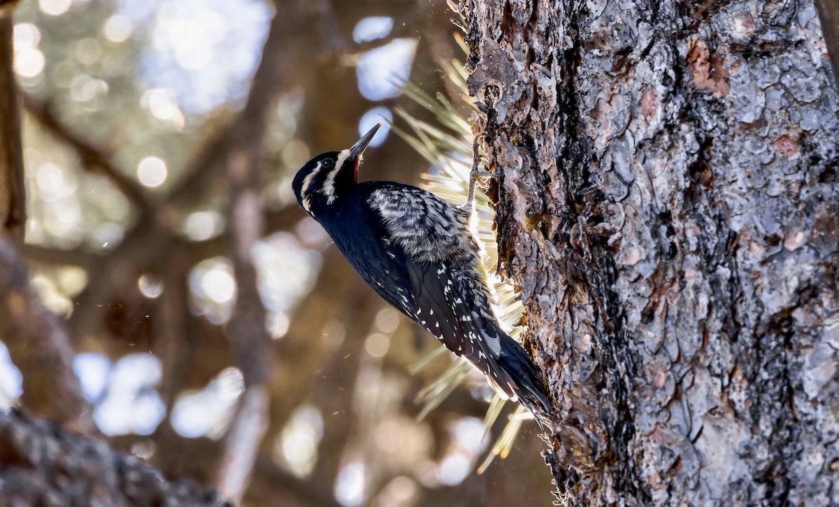 Williamson's Sapsucker - ML647048466
