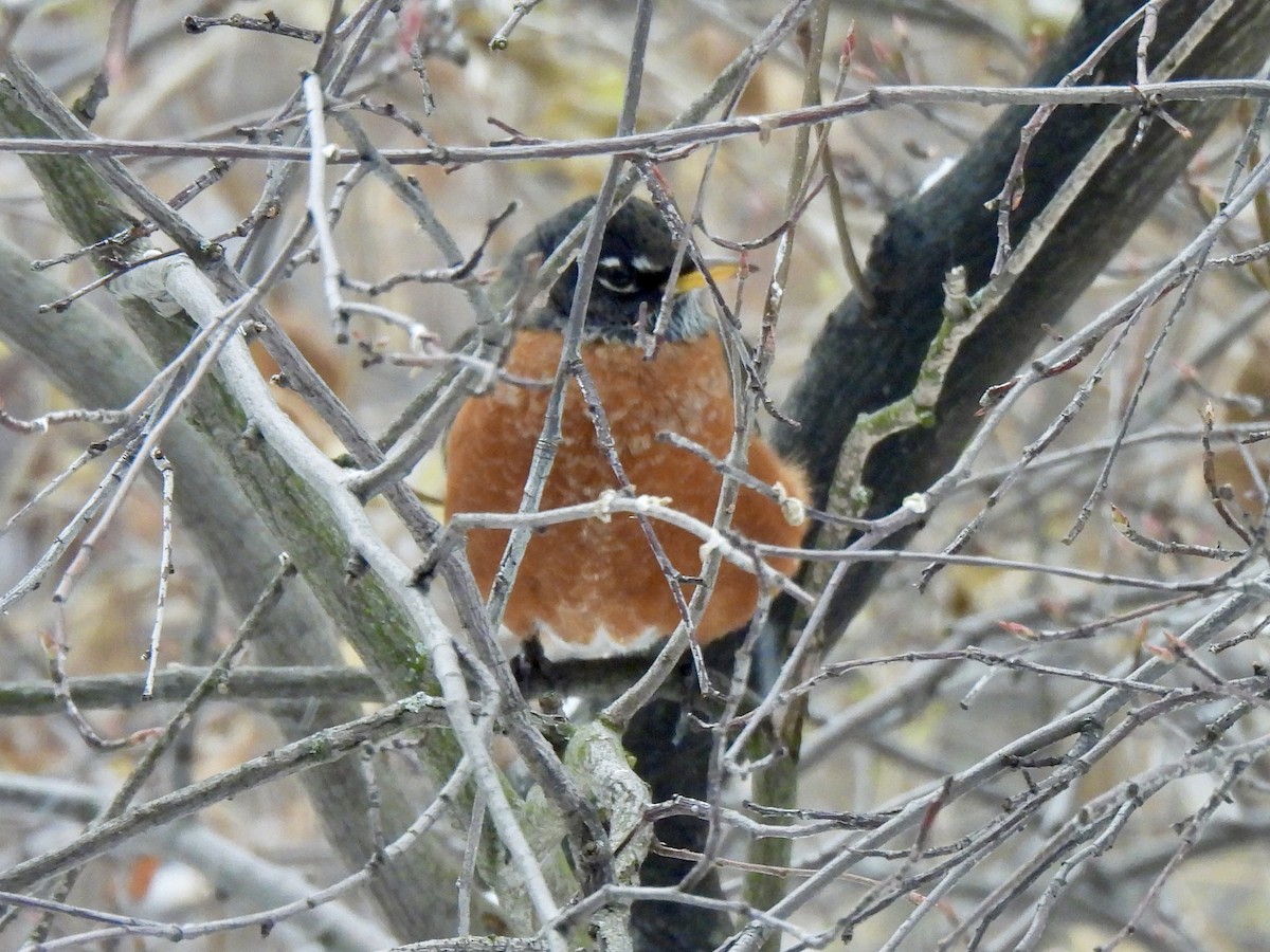 American Robin - ML647048471