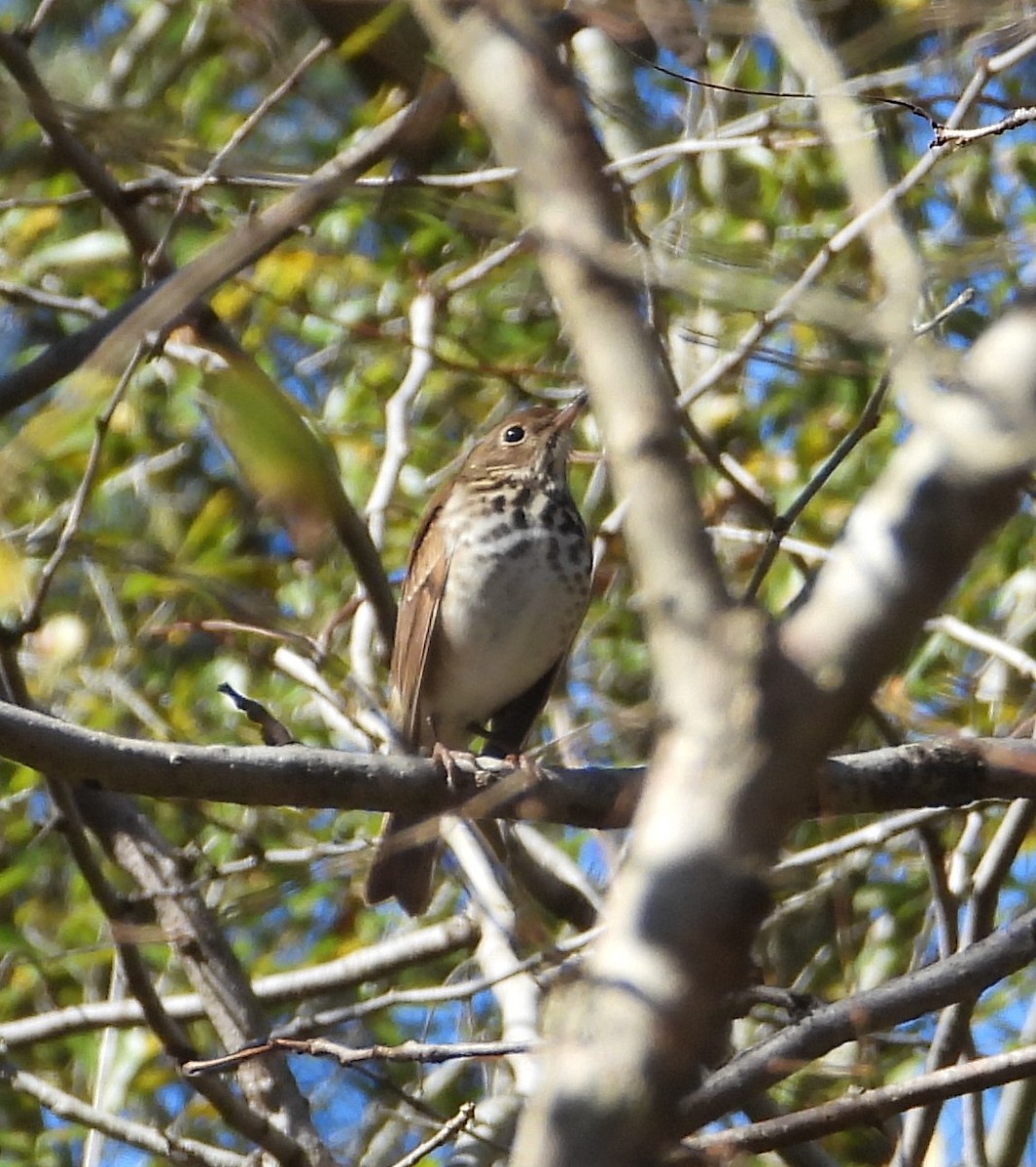 Zorzalito Colirrufo - ML647048472