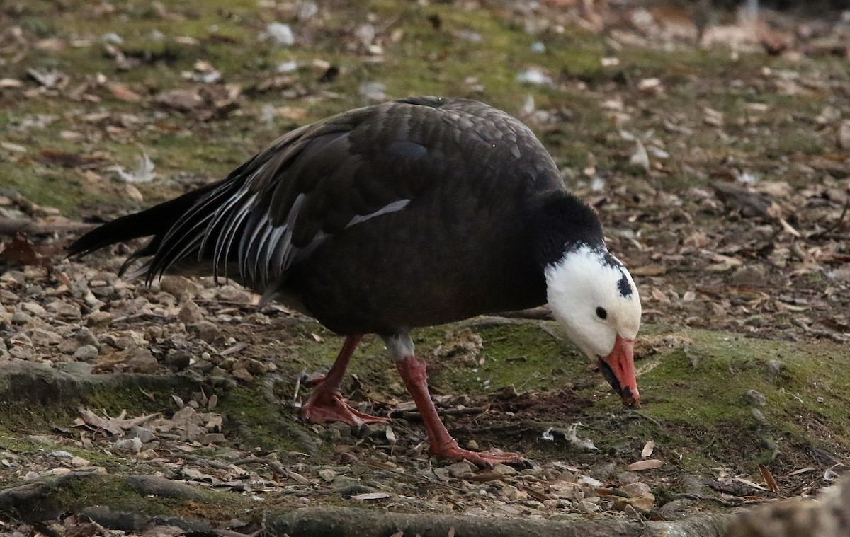 Snow Goose - ML647048473