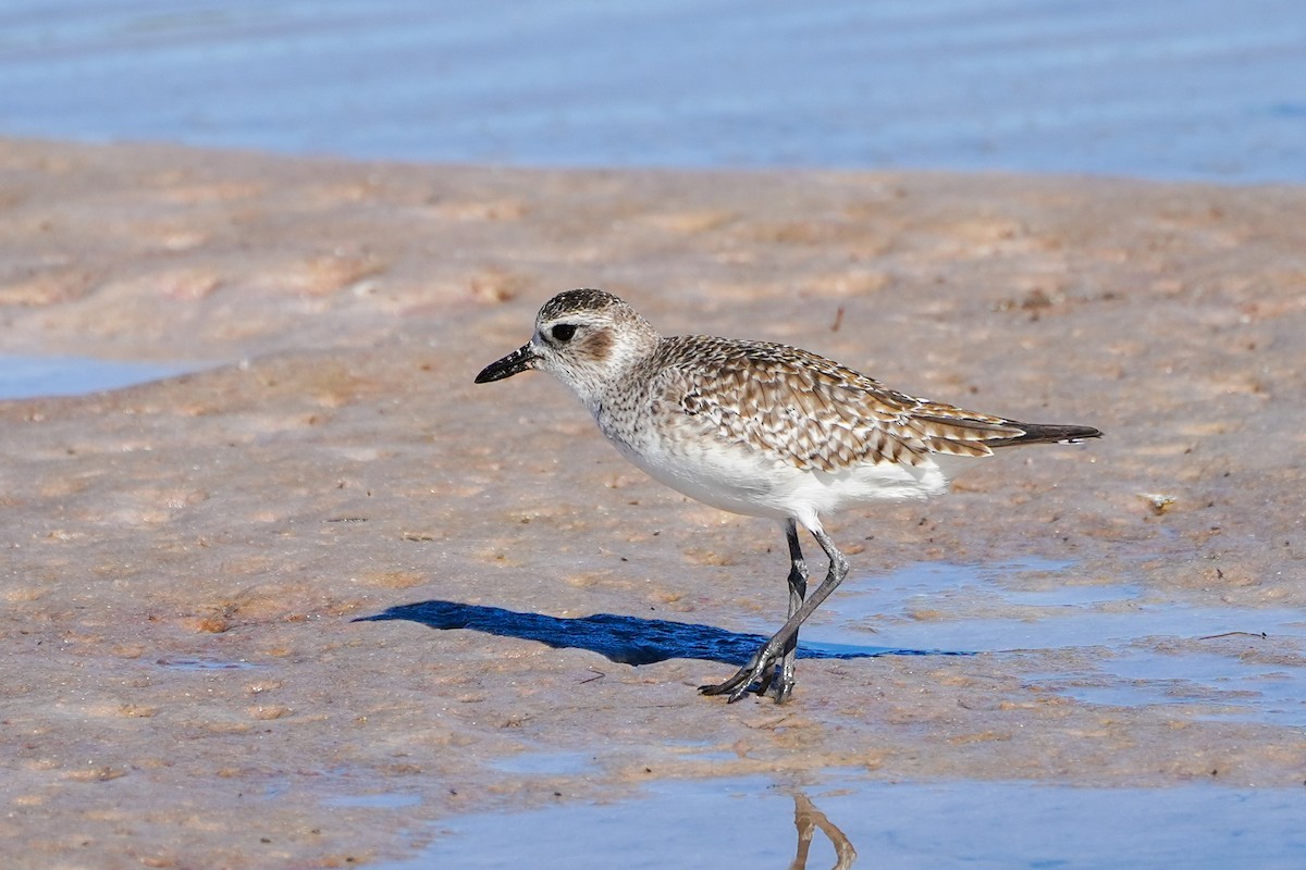 Black-bellied Plover - ML647048482