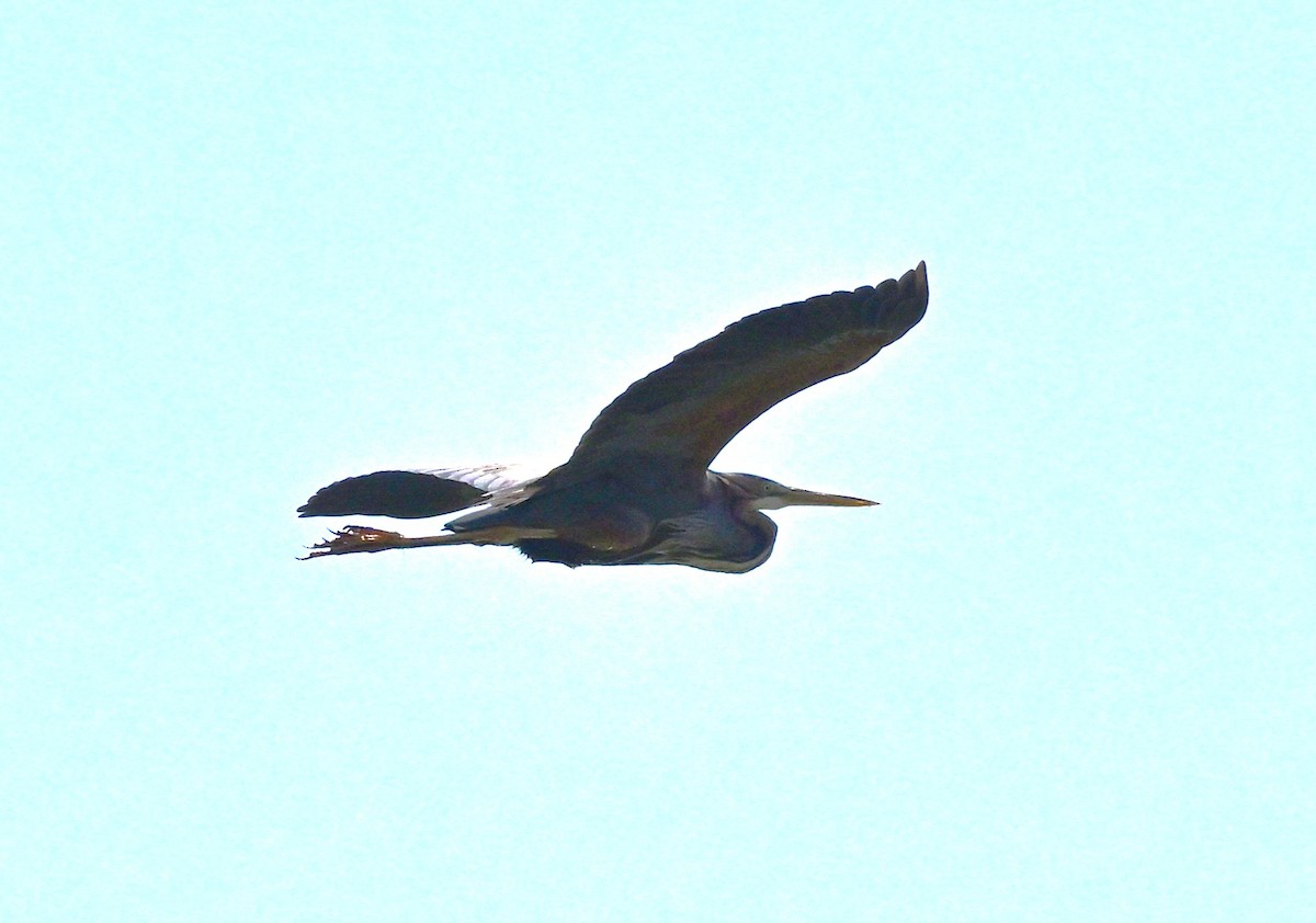 Purple Heron - ML647048483